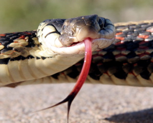 snaketongue.jpg